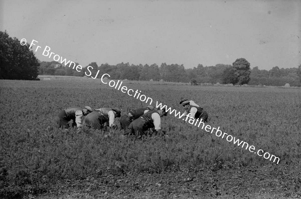 FARMING MEN WORKING IN FIELDS